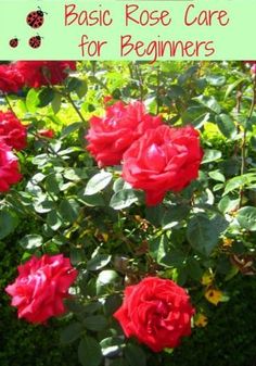 red roses with the words basic rose care for beginners in front of green bushes