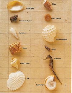 shells and seahorses are arranged on a tiled surface with words describing their names