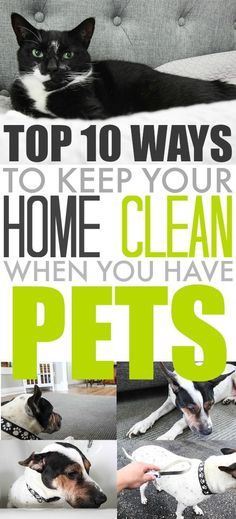 the top 10 ways to keep your home clean when you have pet's on the couch