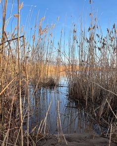 reeds and water in the middle of a marshy area with blue skies above