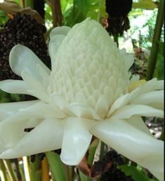 a large white flower with lots of leaves around it's center and petals in the middle