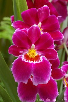 pink flowers are blooming in the garden