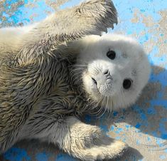 a baby seal laying on top of a blue and gray floor next to it's mother