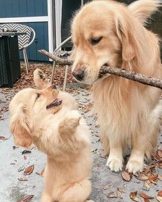 two dogs are playing with a stick outside