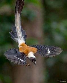 a bird flying through the air with it's wings spread