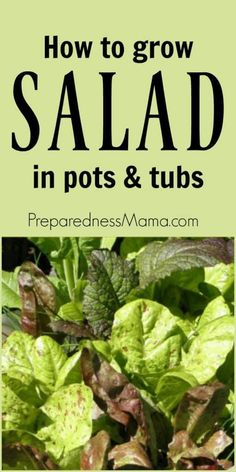 lettuce growing in the garden with text overlay how to grow salad in pots and tubs