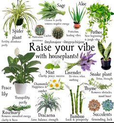 a poster with different types of house plants