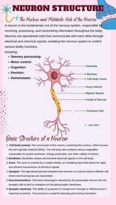 the nervous system is an organ that has many functions to function and function, as well as