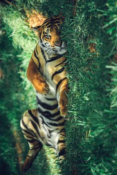 a tiger climbing up the side of a green tree branch with its front paws on it's back legs