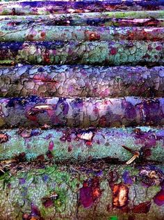 the steps are covered in green and purple lichens, with leaves on them