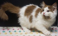 a white and brown cat standing on top of a table