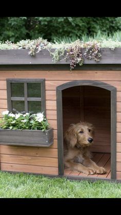 a dog is sitting in the outside of a wooden house with plants growing out of it