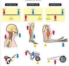 the muscles and their functions are labeled in this diagram, which shows how to use scissors