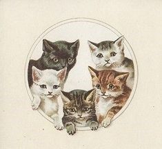 a group of cats sitting in a circle on top of a white surface with the caption's name below it