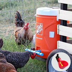 several chickens and roosters in the grass near a fenced in area with an orange cooler