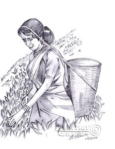 a pencil drawing of a woman picking corn from a field with a basket on her shoulder