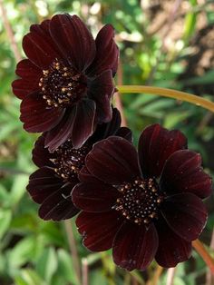 two dark colored flowers with green leaves in the background