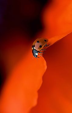 a lady bug sitting on top of an orange flower