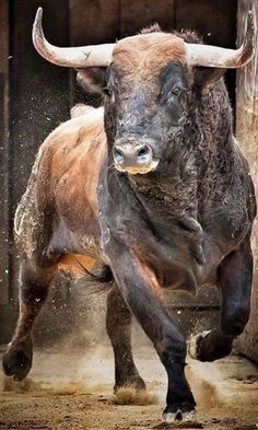 a bull with large horns running in the dirt