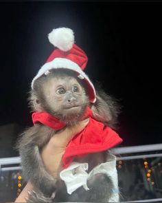 a small monkey wearing a santa hat on top of someones shoulder in front of some lights