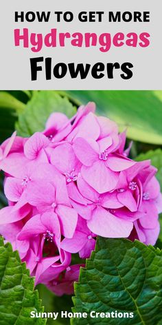 pink flowers with the title how to get more hydrangeas flowers