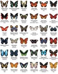 an image of butterflies in different colors and sizes on a white background with the words click here to view butterfly directory