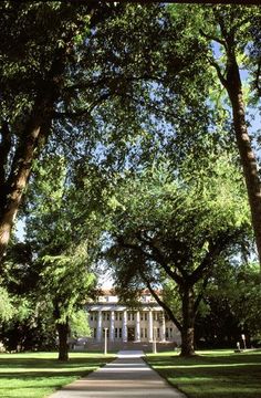 trees line the walkway leading to an old white house