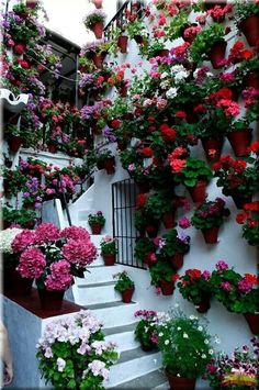 many potted flowers on the side of a building