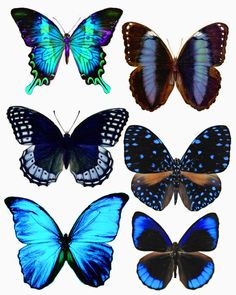 six different types of butterflies in various colors and sizes, all with wings spread out