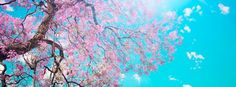 the tree is blooming with pink flowers on it's branches and blue sky in the background