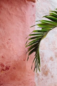 a palm leaf hanging from the side of a pink and white wall next to a potted plant