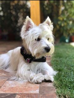 a small white dog sitting on top of a tile floor next to grass and bushes