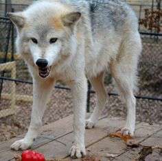 a white wolf standing next to a red ball on top of a wooden floor in front of a chain link fence