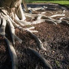 the roots of a large tree are exposed