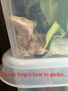 a gecko in a plastic container with the words don't forget forgot how to gecko