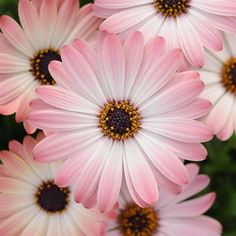 several pink and white flowers with yellow centers