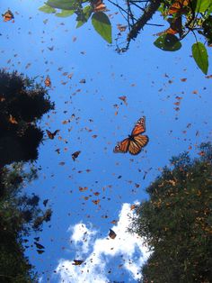 a group of butterflies flying in the air above trees and bushes on a sunny day