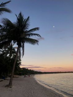 palm trees line the beach as the sun sets