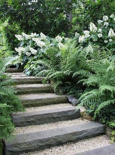 stone steps lead up to ferns and white flowers