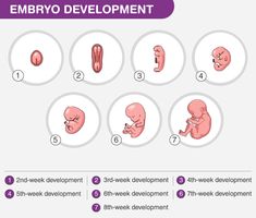 Embryo Development Human Embryo, Mammary Gland, Human Babies, Nerve Cell, Interesting Topics, The Stage, Biology