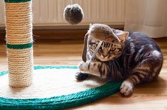 a cat laying on the floor next to a scratching post