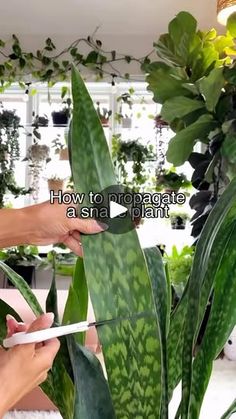 a person cutting up a plant with scissors