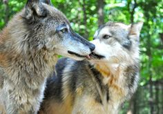 two gray wolfs standing next to each other in front of some trees and bushes