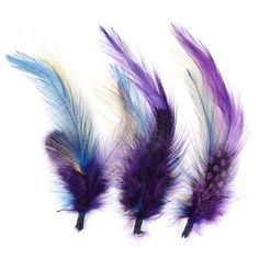 three different colored feathers on a white background