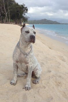 a white dog sitting on top of a sandy beach next to the ocean and trees