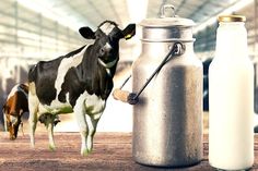 a cow is standing next to a milk can