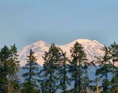 the snow covered mountain is in the distance behind some pine trees and green grass,