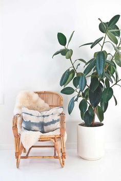 an indoor plant in a white pot next to a wicker chair with a pillow on it