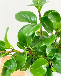 a potted plant sitting on top of a wooden table next to a white wall