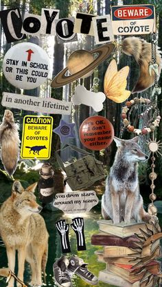 collage of various items and animals in the woods with captioning below that says, beware of coyote